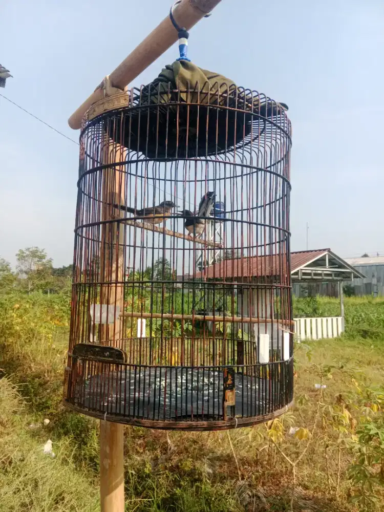 Spasang trotol trah ekor panjang