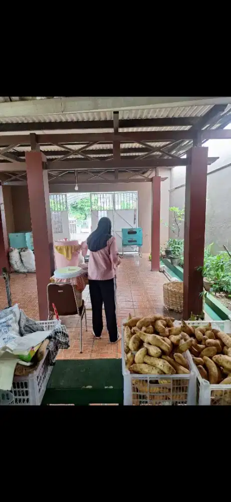 Lowongan Ubi Cilembu Korpri
