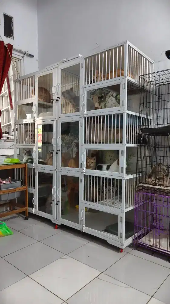 Rawat kucing sekalian bersih rumah