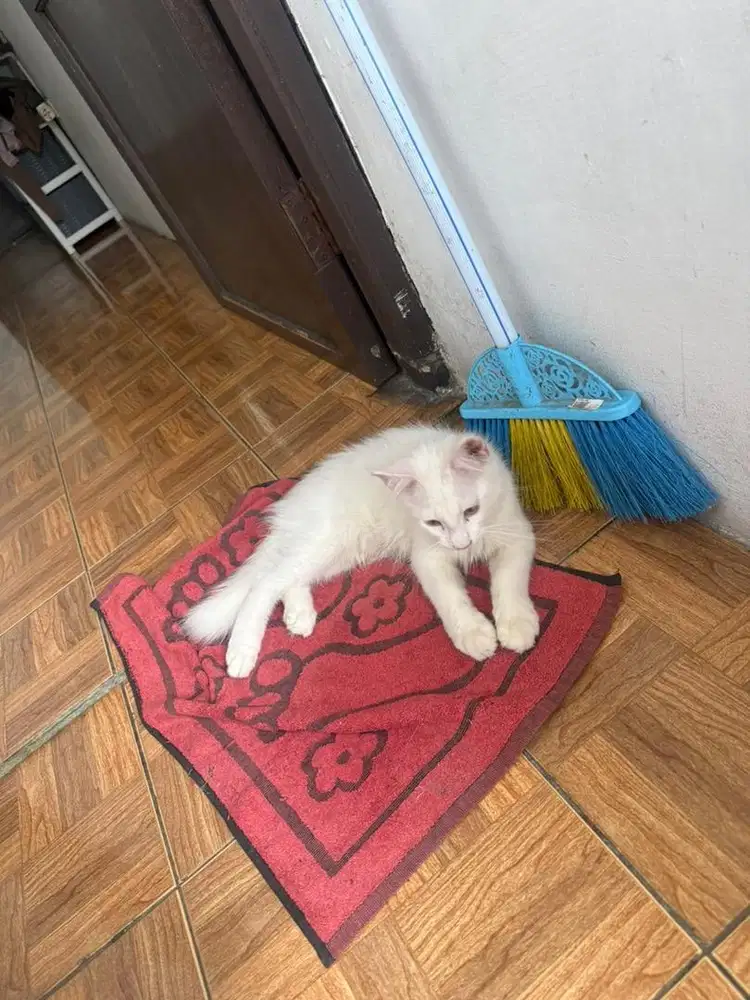 Mainecoon white solid 3 Bulan