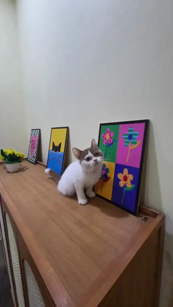 Kucing bsh bico cinnamon van betina