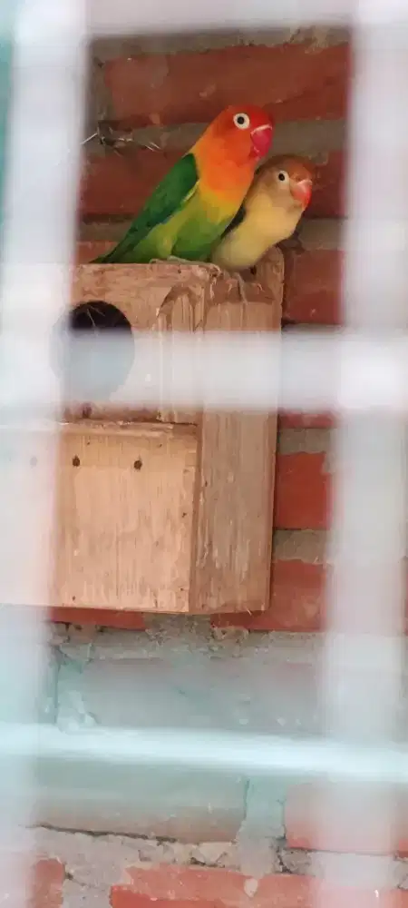 Bismillah sepasang lovebird produksi