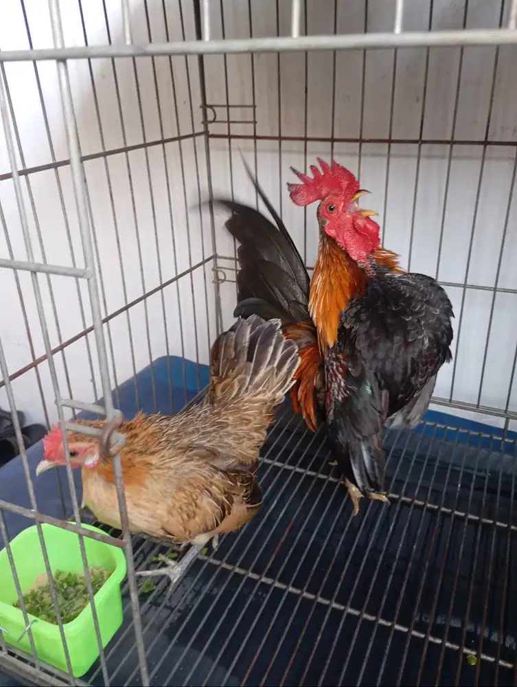 dijual sepasang ayam serama dewasa