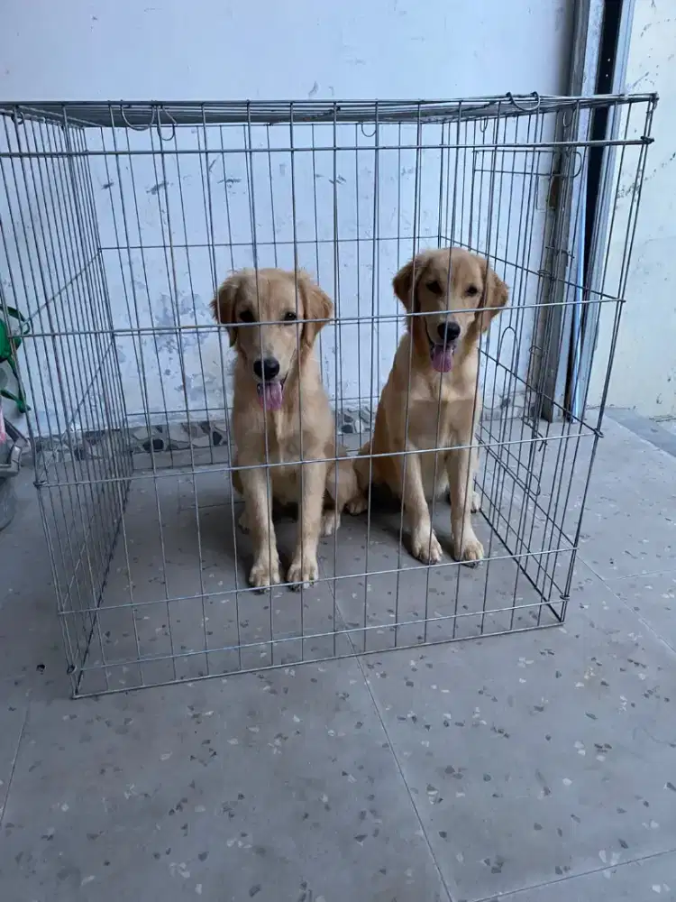 golden retriver betina