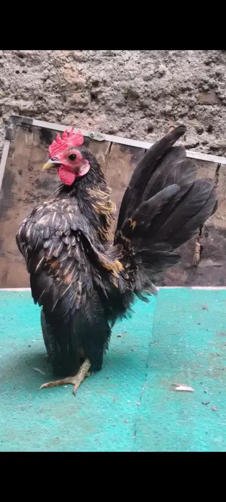 Ayam Serama warna batik