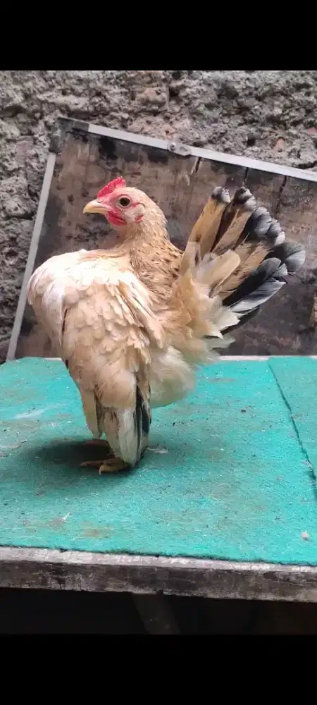 Ayam Serama betina rinting mas