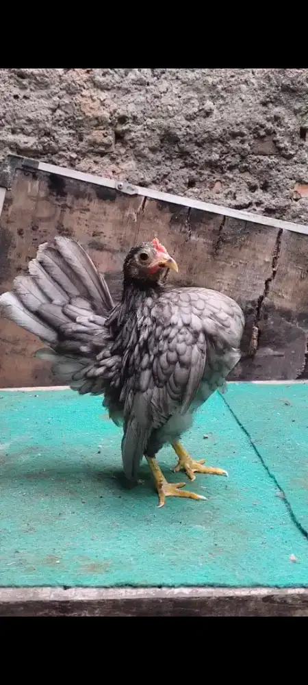 Ayam Serama betina rinting abu