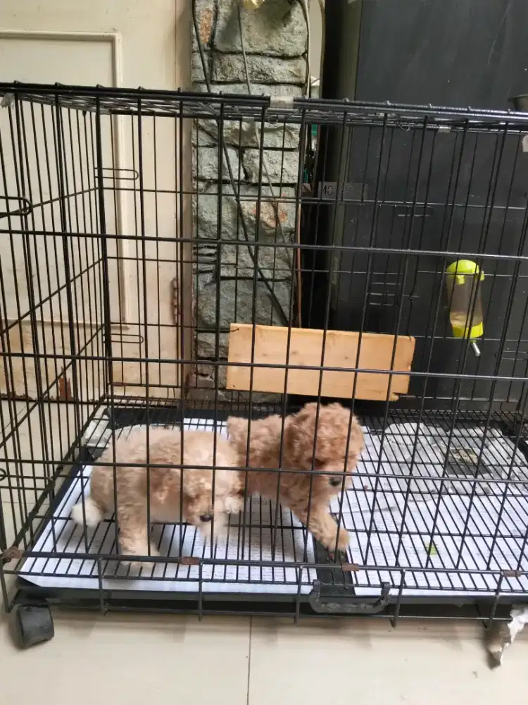 Toy Poodle Jtn/Btn