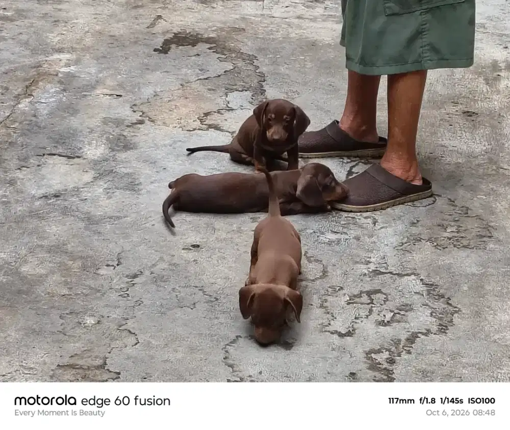 Open Adopt Daschund / Tekel
