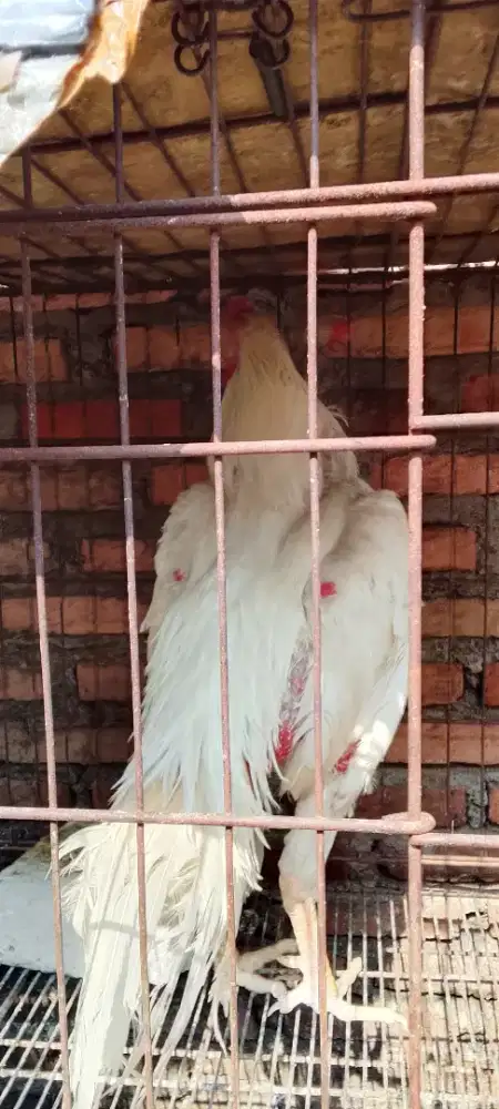 Tuker kenari gacor ayam jago putih