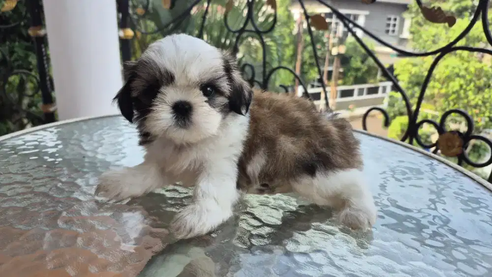 Shitzu Shihtzu - Bandung