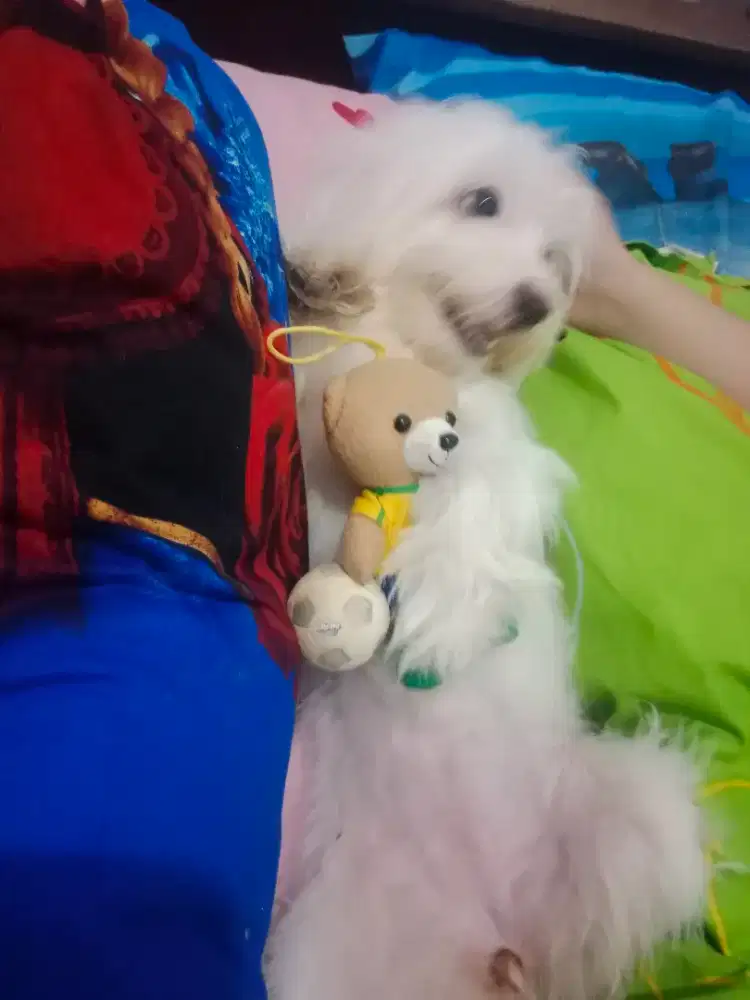 Anjing malthese