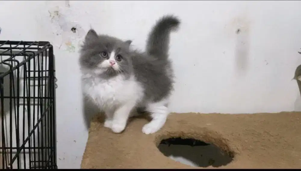 Kucing persia bicolor