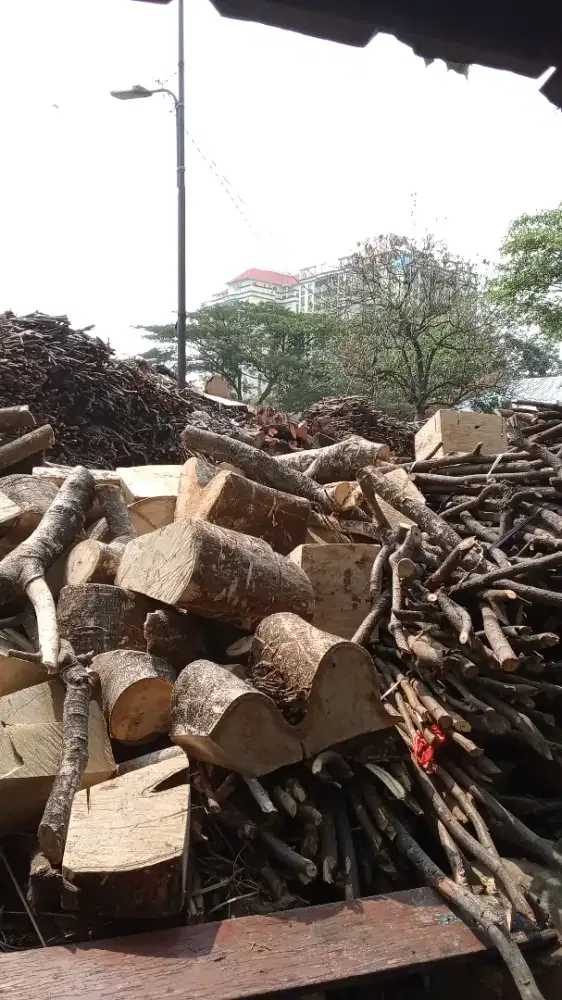 Tukang tebang pohon dki