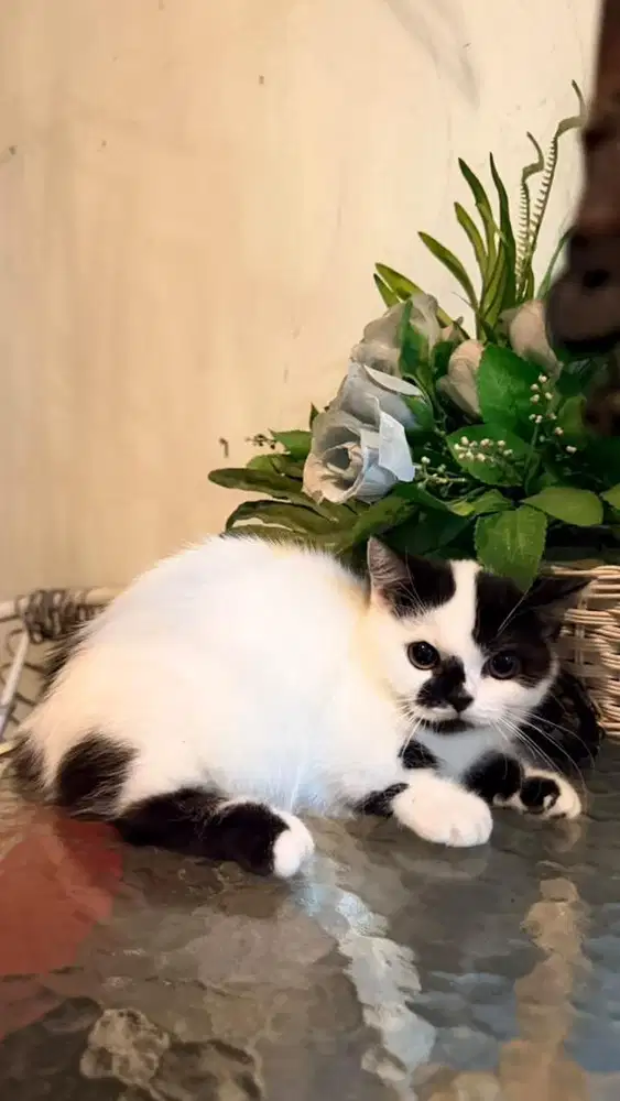 Kucing muchkin betina