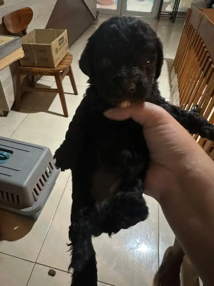 Poodle Black Missmark brown dan Poodle Black White
