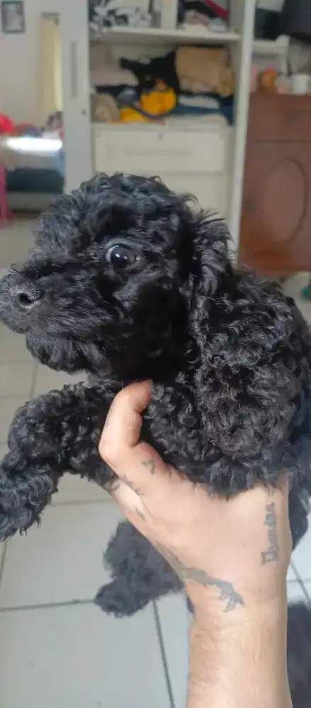 Anjing mini poodle borongan 2 bulan