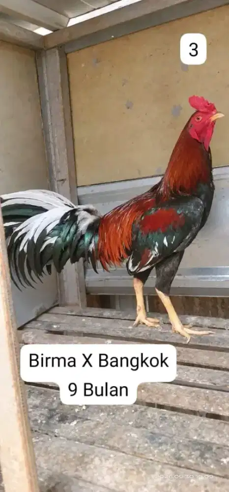 Ayam Bangkok X Birma X Mangon