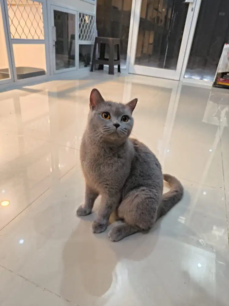 Kucing BSH Betina PED sertifikat