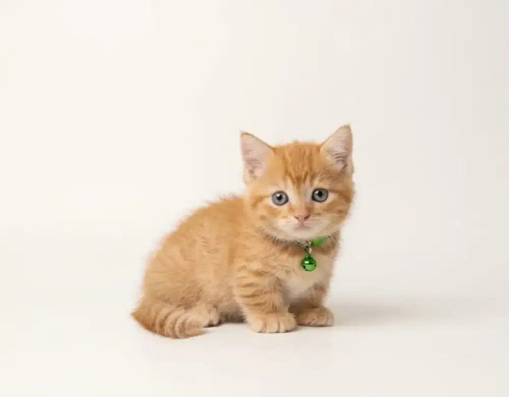 Munchkin BSH Red Jantan