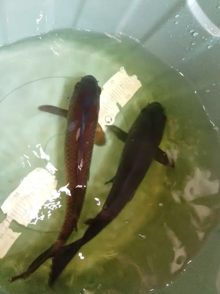 Ikan koi jenis Karasu ukuran 37cm antik polosan