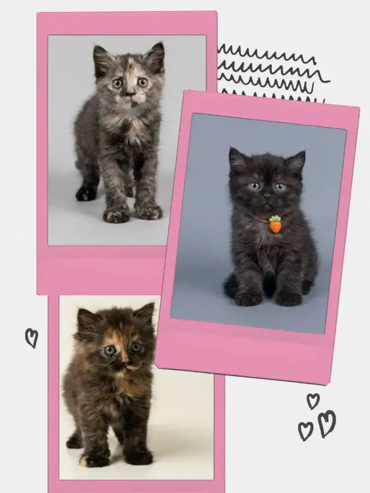 Munchkin BSH NS ( Non Standart )