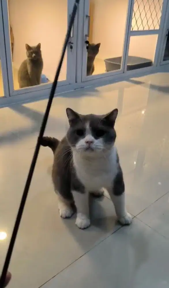 Kucing BSH PED jantan Sertifikat