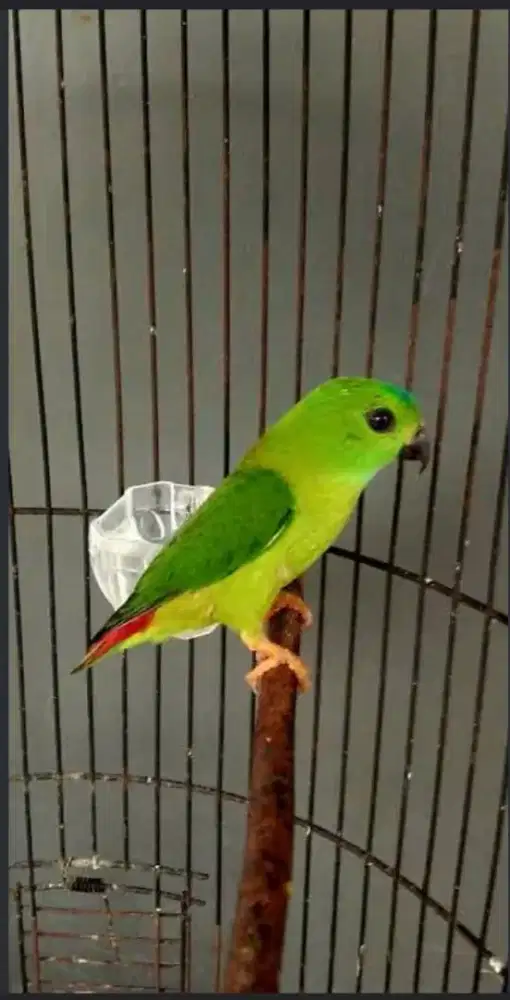 Burung lovebird betina ex masteran