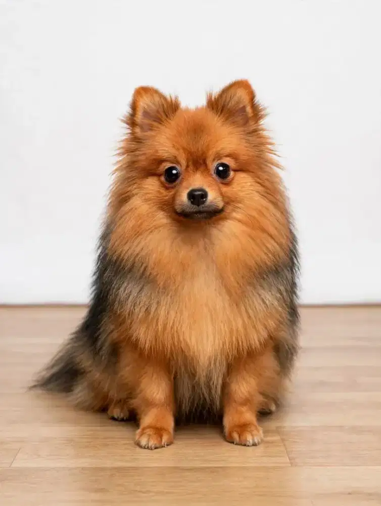 Anak Anjing Minipom Betina