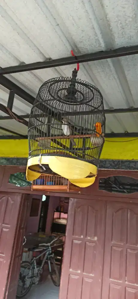 trucukan sama sangkar
