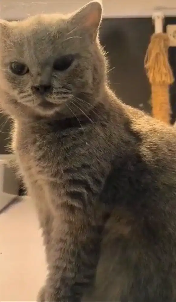 Kucing BSH PED Betina