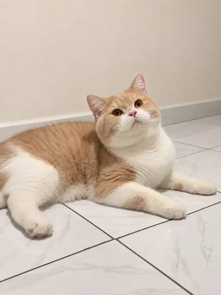 British shorthair Bloodline import
