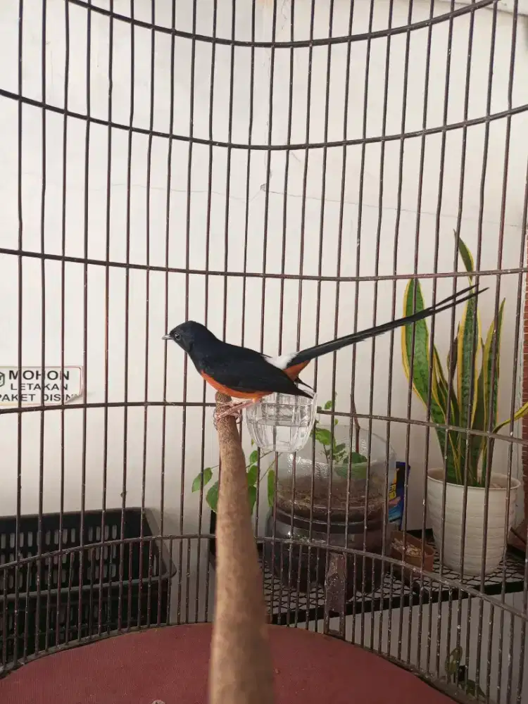Murai Batu Gacor Siap Gantang