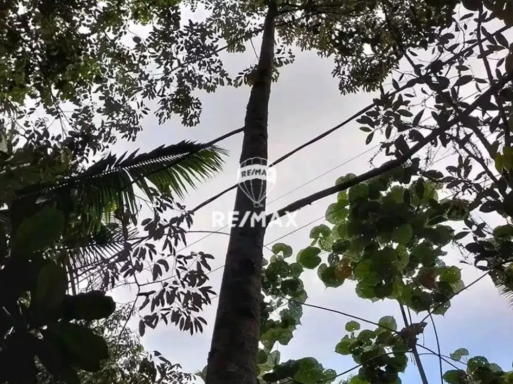 FOR SALE KEBUN MURAH - GROGOL GIRI BANYUWANGI