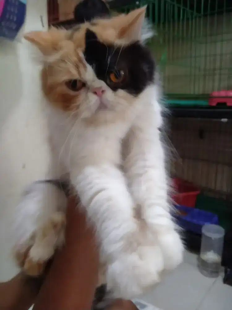 Betina peaknose calico