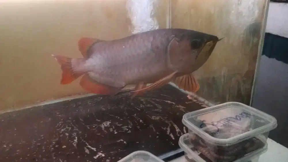 Arwarna RED BANJAR PLATINUM