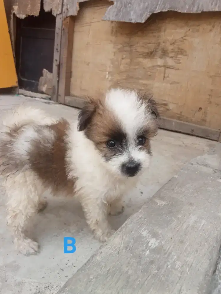 Di jual anak anjing ras shitpom