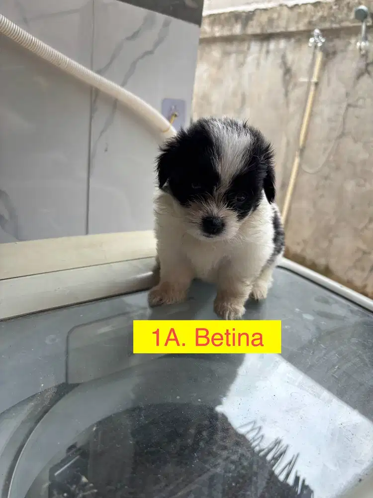 Open Adoption 8 Ekor Puppies Mix Shitzu dan Mini Pom
