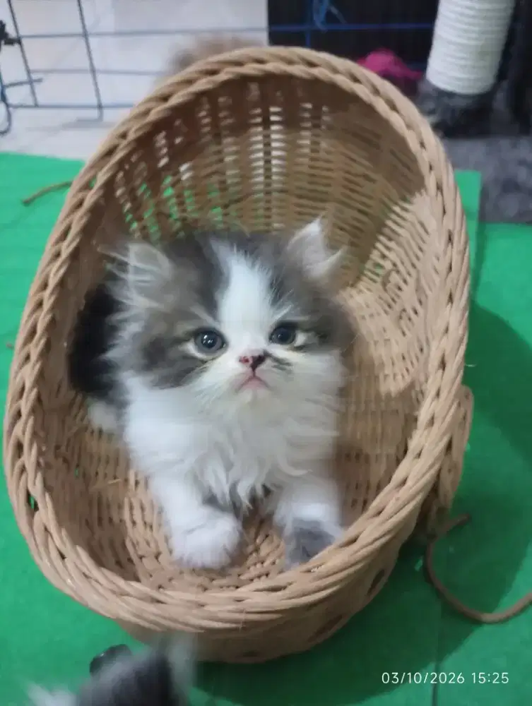 Kucing persia long hair
