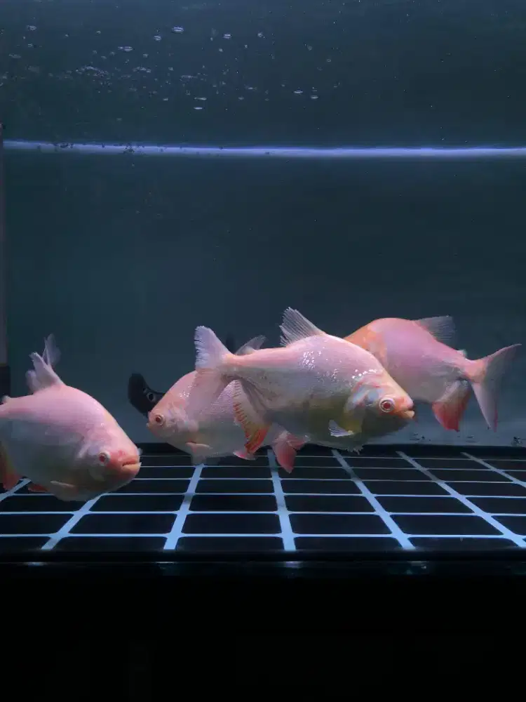 Ikan Pacu albino