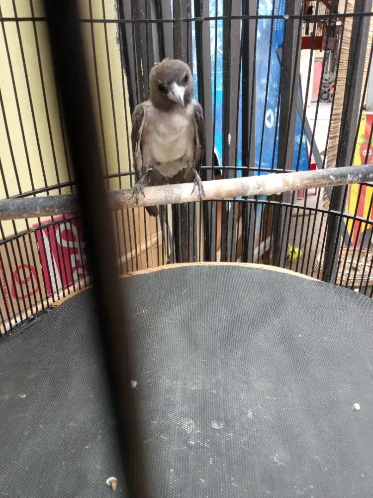 Jual burung kekep babi gan