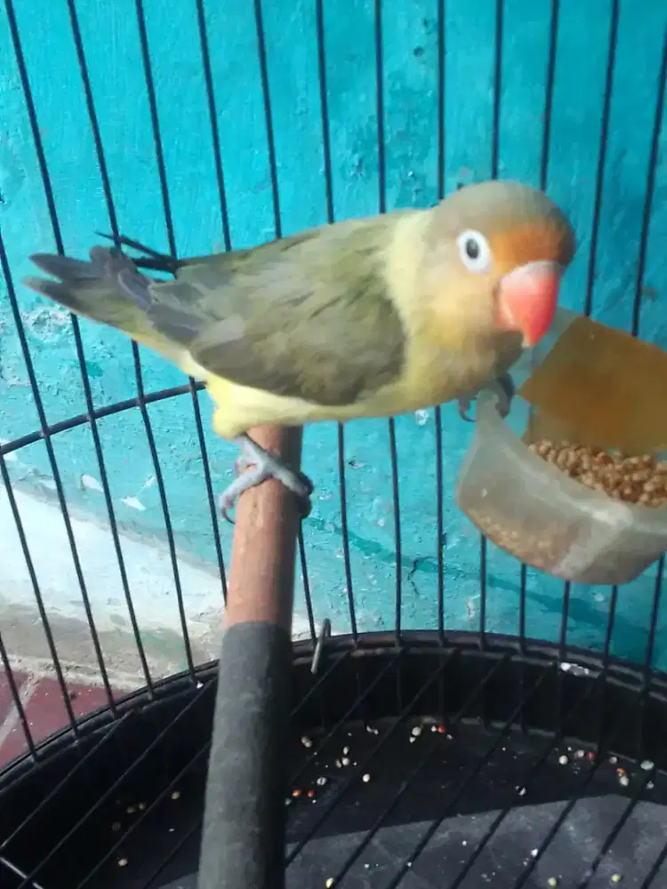 LOVEBIRD EWING WARNA CANTIK HARIAN BRSIK 500 FULSET NET