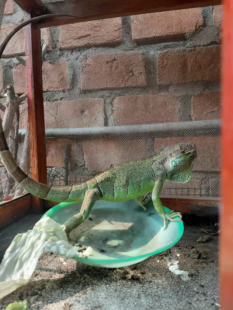 Iguana green cantik