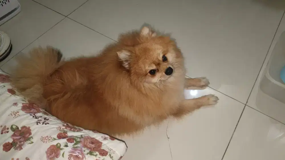 Anjing super minipom jantan