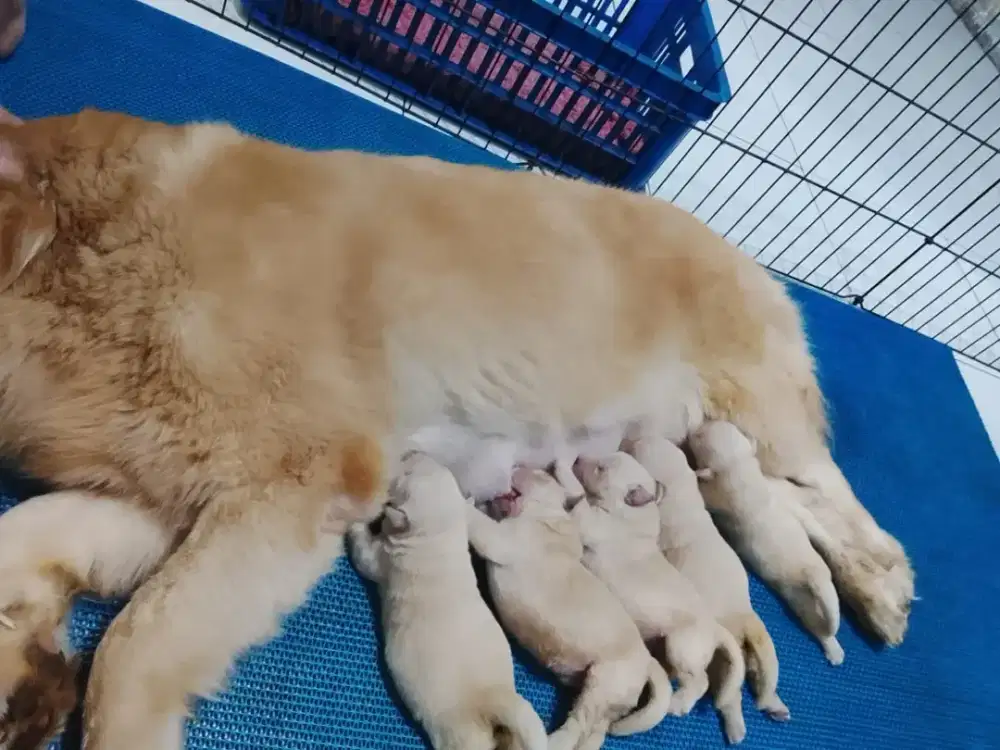 GOLDEN RETRIEVER