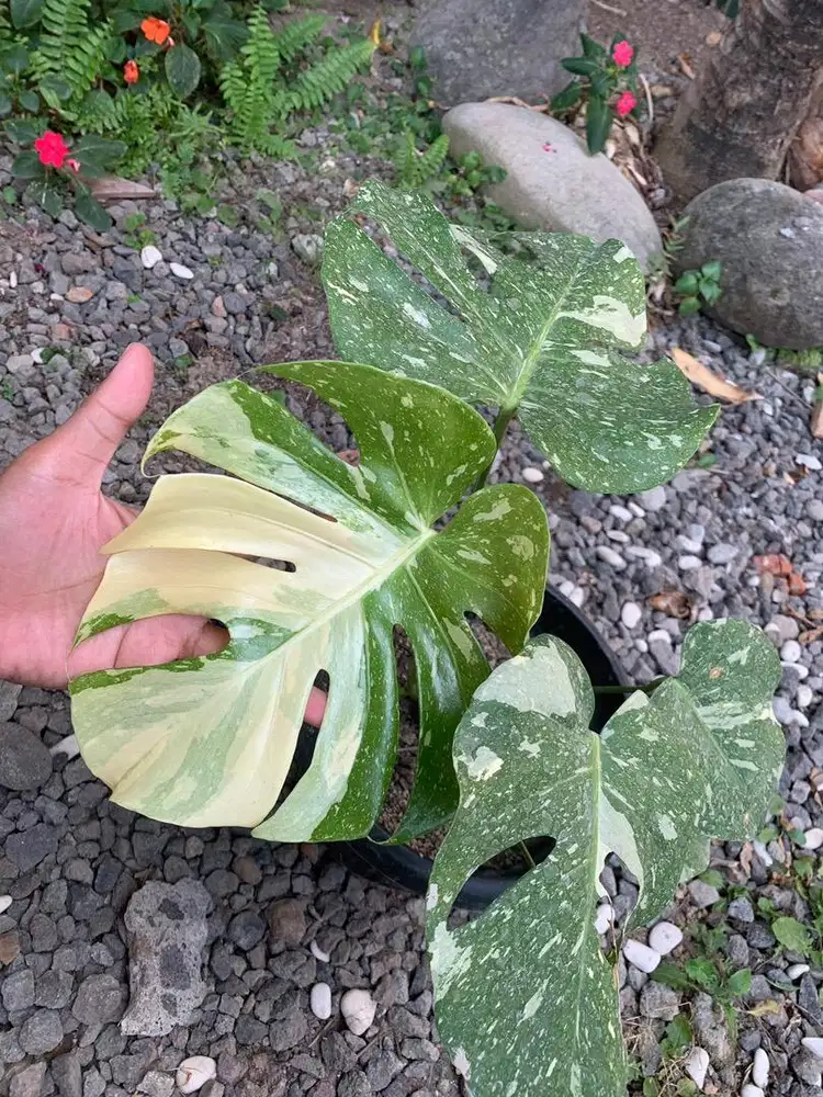 Monstera ThaiConstelation