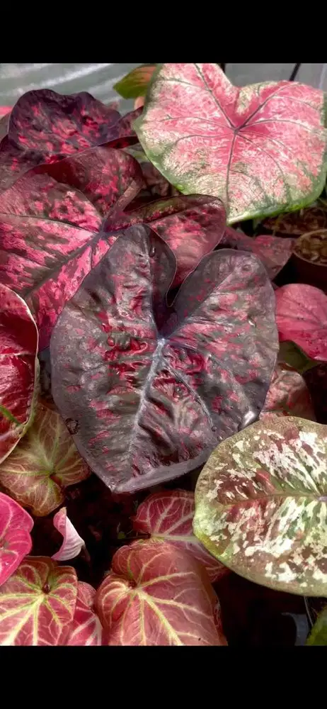 Caladium/ keladi