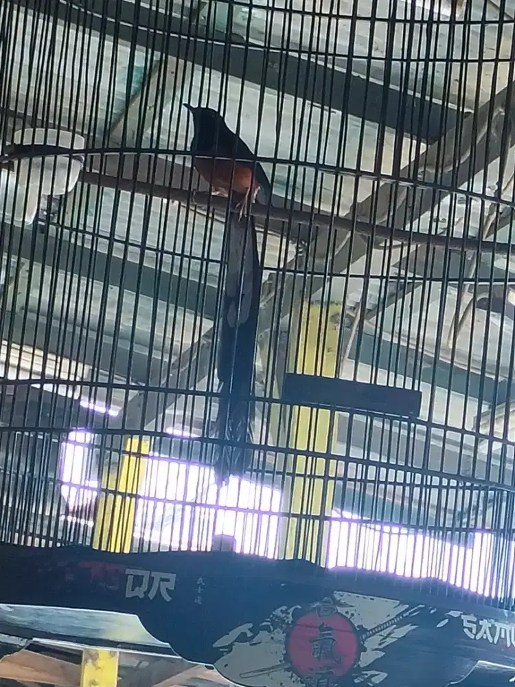 Burung murai batu Medan ekor panjang