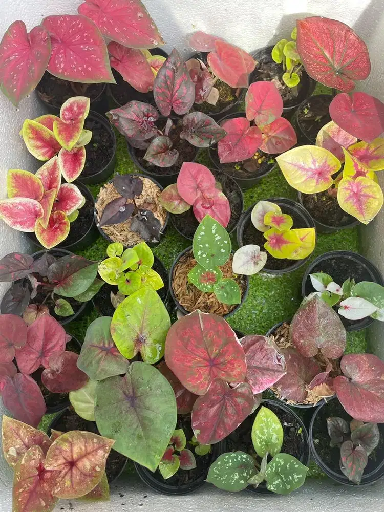 Caladium/ Keladi