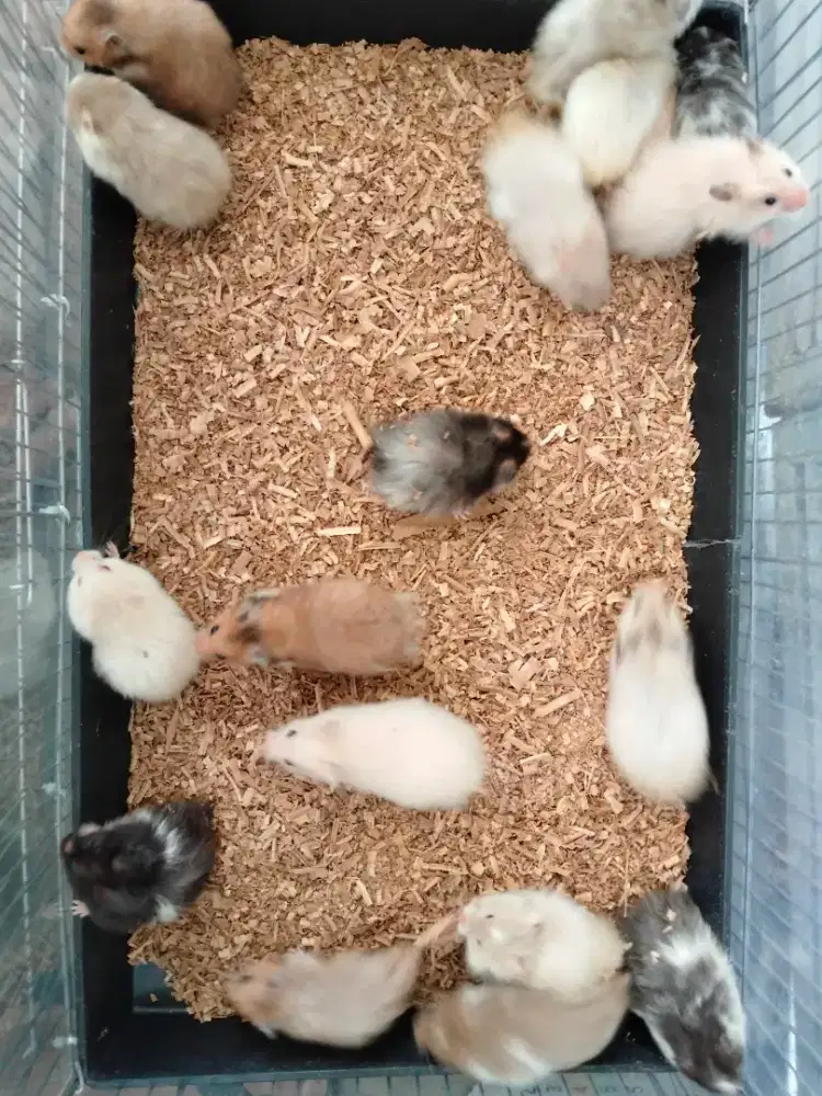 Hamster syrian longhair